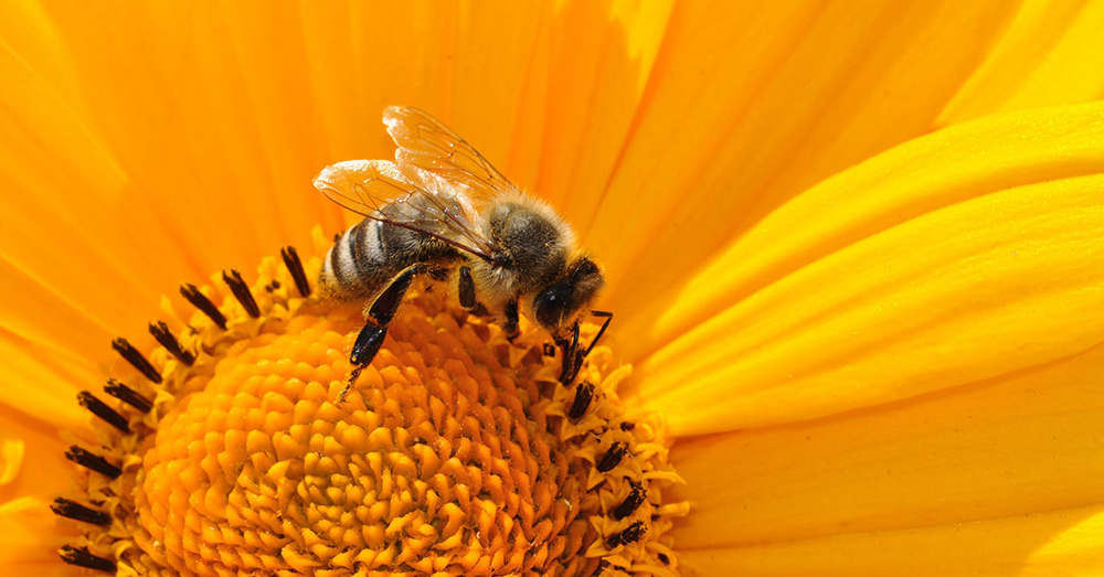 Source: PxHere Glyphosate, a chemical used in weed killer, is thought to have weakened the bees' microbiome.