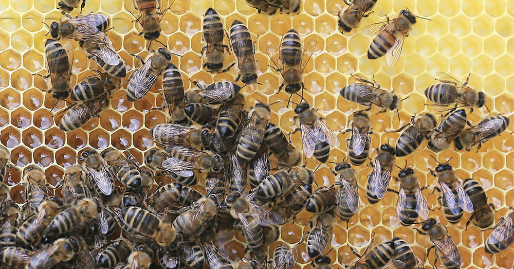 Source: PxHere Glyphosates have also been linked to human and animal diseases.