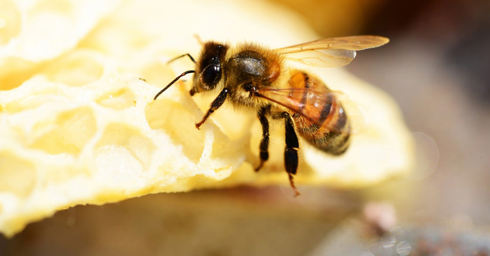 Source: PxHere If bees die out, a lack of pollinators could lead to widespread food shortages.