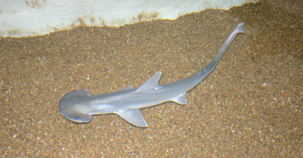 Source: Wikimedia Commons A young Bonnethead shark.