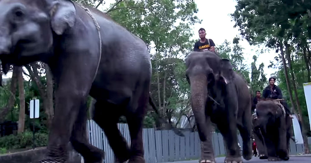 Source: YouTube/สวนสัตว์เปิดเขาเขียว Khao Kheow Open Zoo Elsewhere in the zoo, visitors are allowed to ride elephants for a fee.