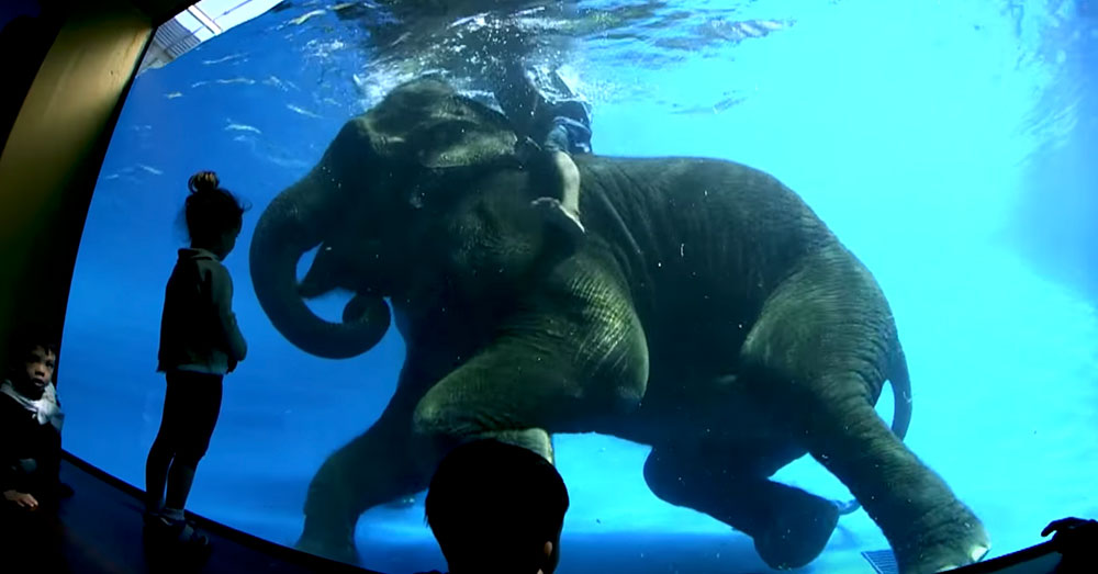 Source: YouTube/สวนสัตว์เปิดเขาเขียว Khao Kheow Open Zoo A mahout stands on an elephant's back as it swims underwater.