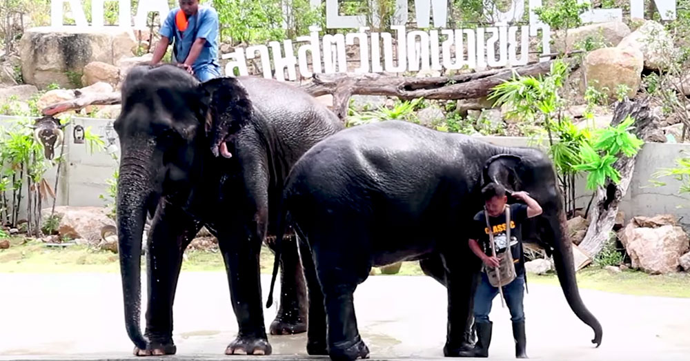 Source: YouTube/สวนสัตว์เปิดเขาเขียว Khao Kheow Open Zoo A mahout brandishes a bullhook as he guides an elephant around the zoo's pool.