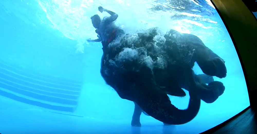 Source: YouTube/สวนสัตว์เปิดเขาเขียว Khao Kheow Open Zoo The mahout pulls the elephants ears to get her to perform.