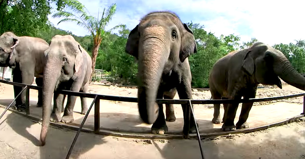 Source: YouTube/สวนสัตว์เปิดเขาเขียว Khao Kheow Open Zoo Elephants at the Khao Kheow Open Zoo.