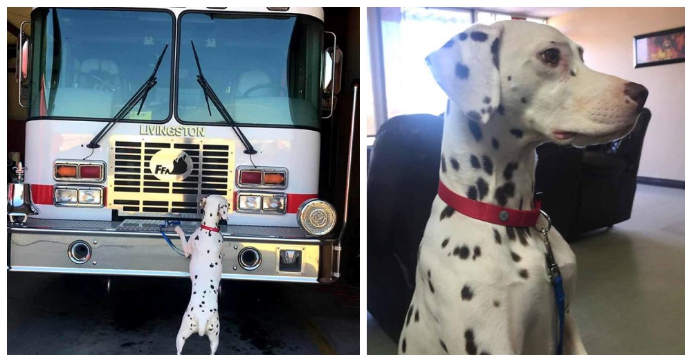 Photos: Facebook/North Baldwin Animal Shelter