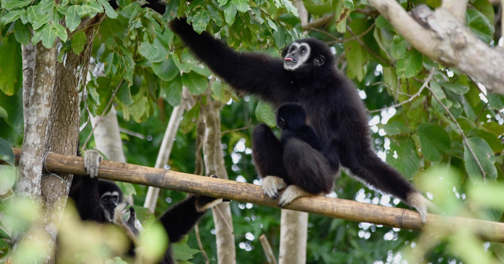 Photo: Wildlife Friends Foundations Thailand