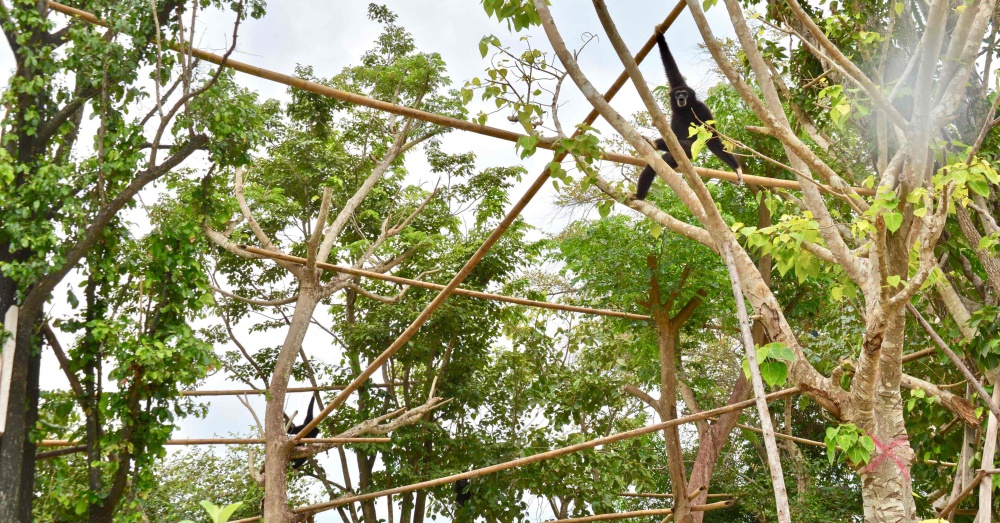 Photo: Wildlife Friends Foundations Thailand