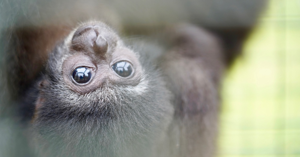 Photo: Wildlife Friends Foundations Thailand