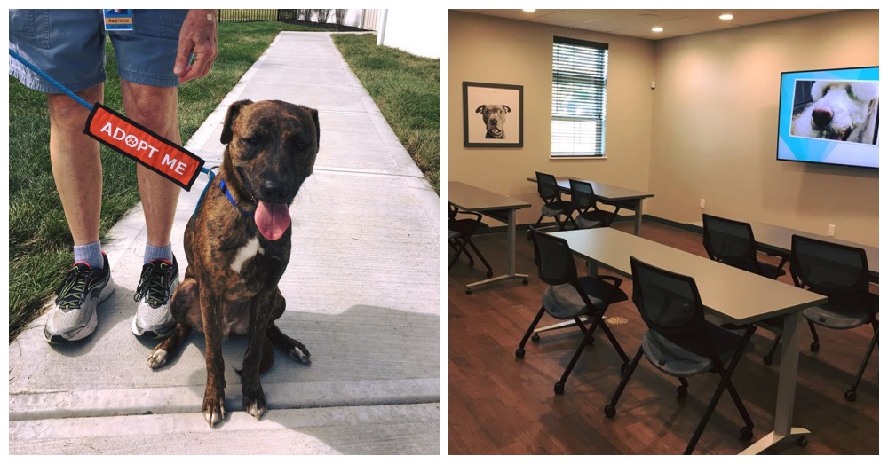Photos: Facebook/The Humane Society of the United States - Ohio