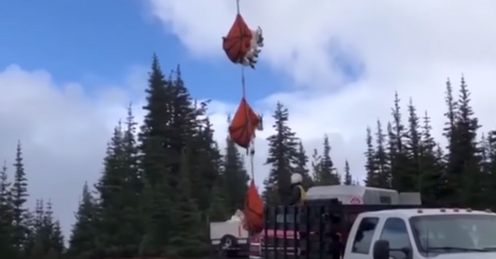 Source: YouTube/Inside Edition Goats are being airlifted out of the Olympic Mountains.