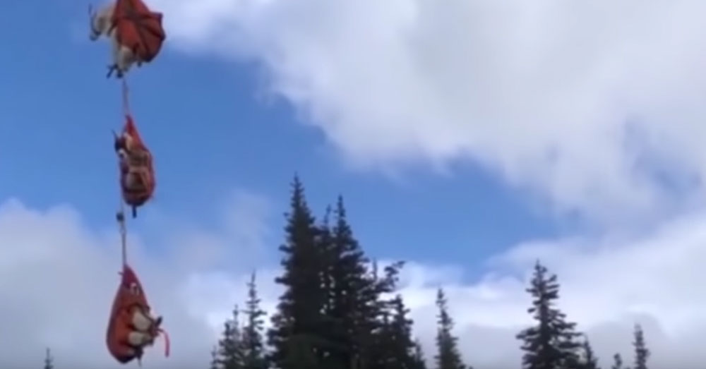 Source: YouTube/Inside Edition The goats will be released in the Cascade Mountains.