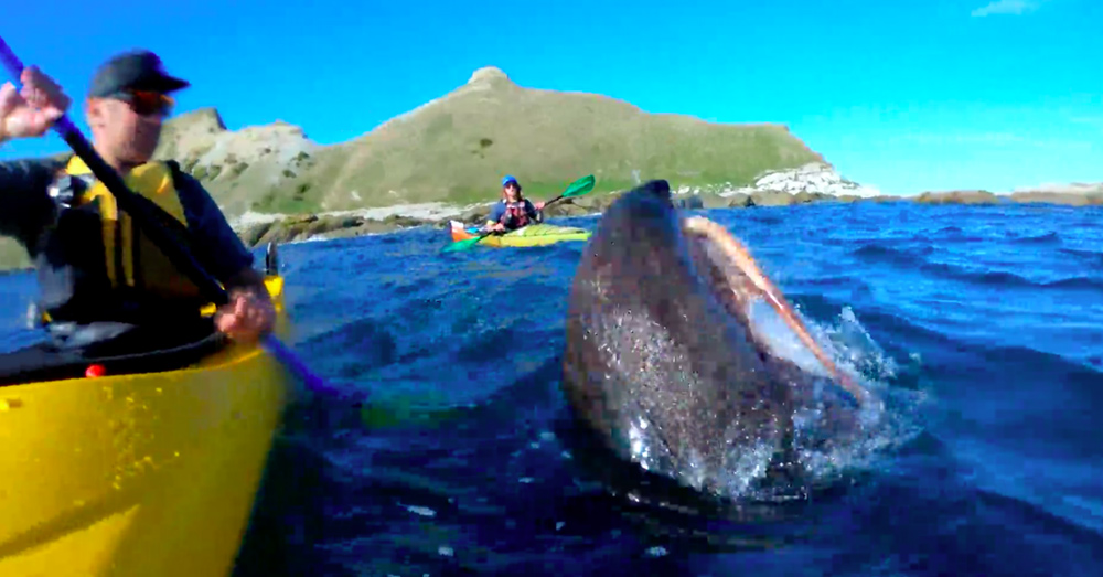 Source: YouTube/Guardian News The seal and the octopus emerge from the water.
