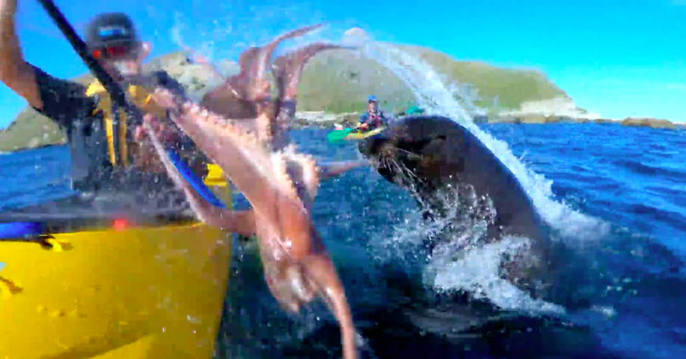 Source: YouTube/Guardian News The seal slaps Mulinder in the face with the octopus.