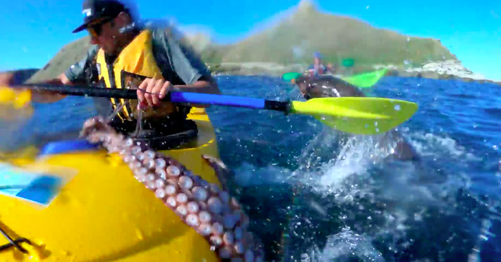 Source: YouTube/Guardian News Mulinder was left stunned, and but octopus wasn't ready to reenter the fight just yet.