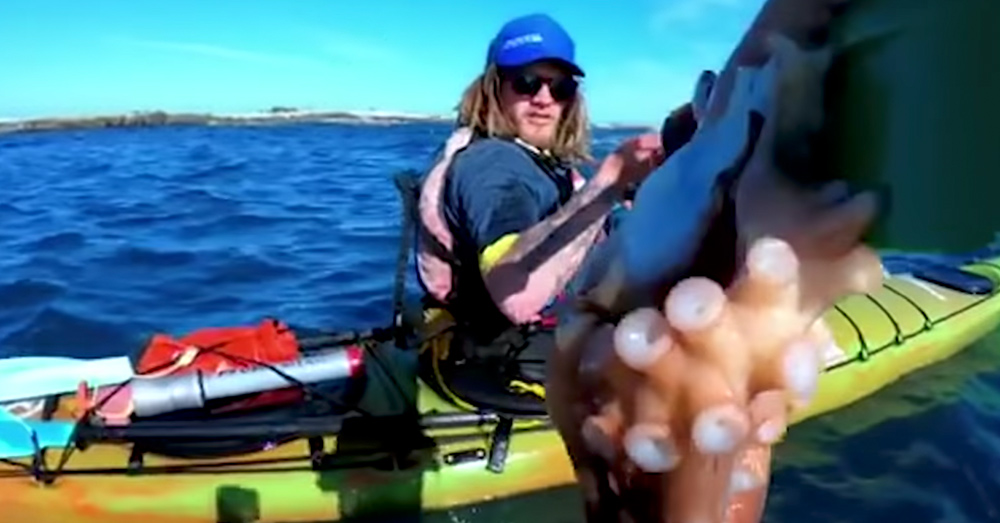 Source: YouTube/Guardian News A kayak instructor helped remove the octopus and place it back into the water.