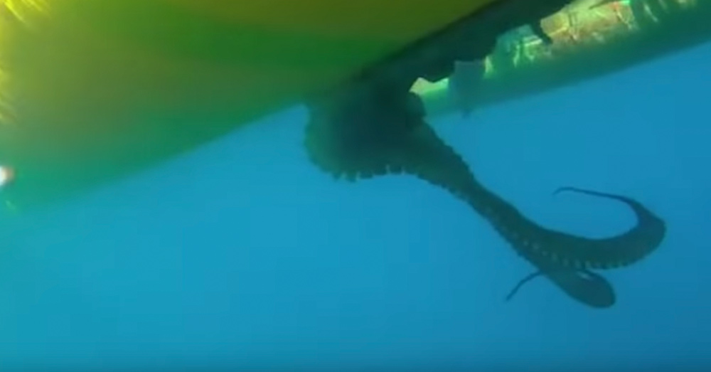 Source: YouTube/Guardian News The octopus held onto Mulinder's kayak.