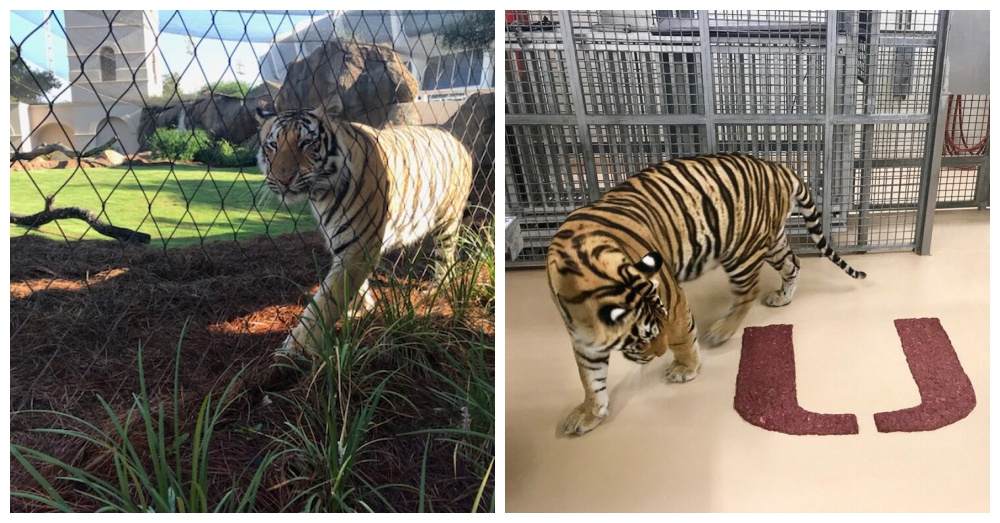 Photos: Twitter/Mike VII