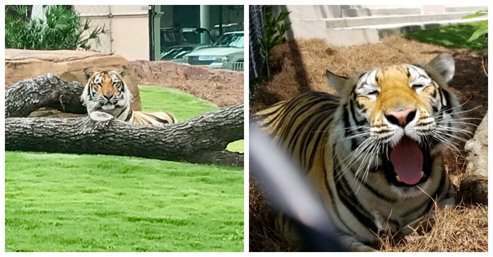 Photos: Twitter/Mike VII