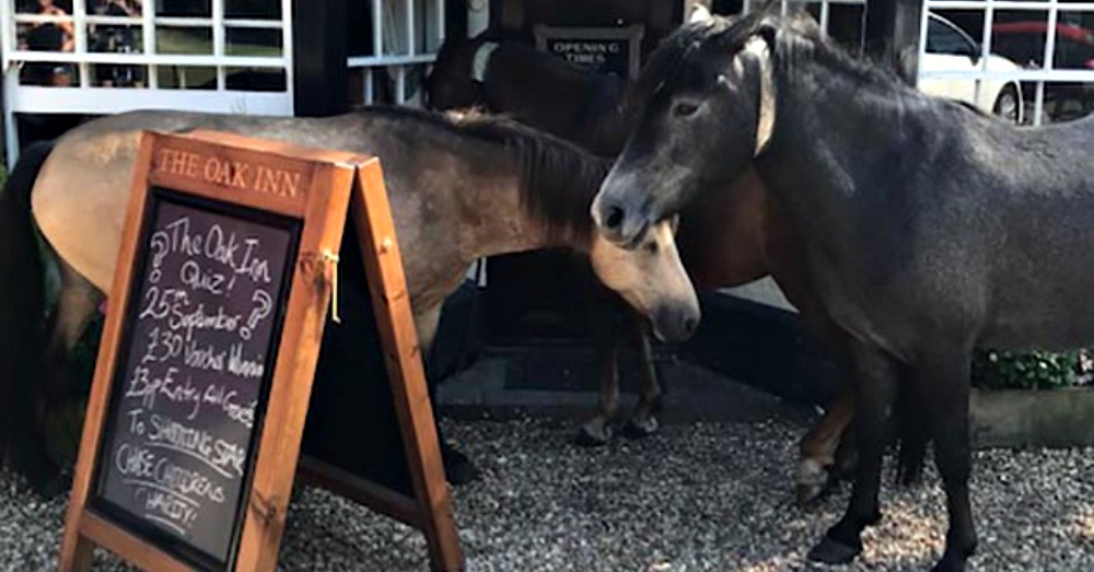 Photo: Facebook/The Oak Inn, Bank, Lyndhurst, The New Forest