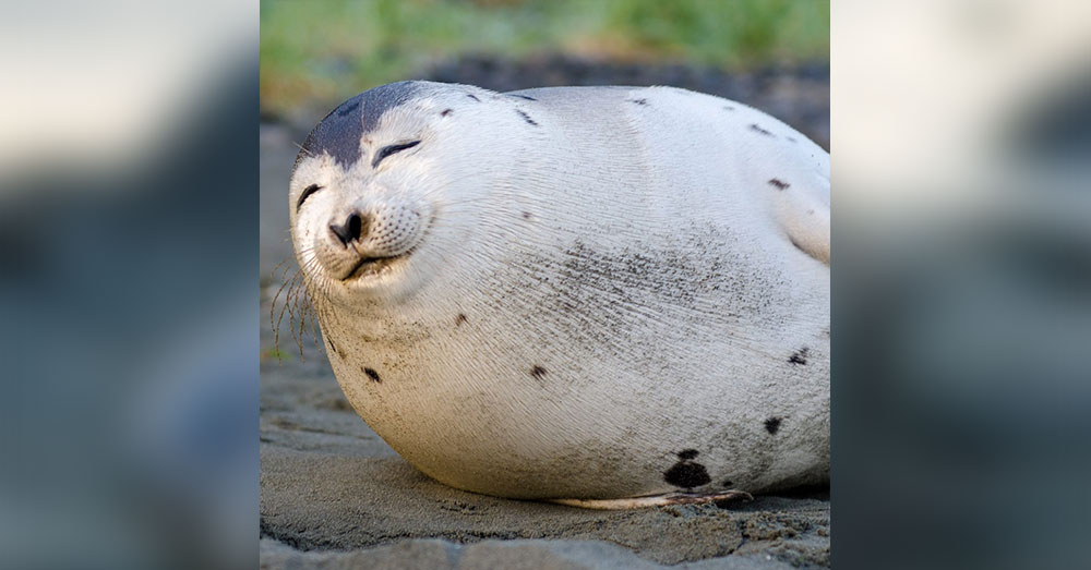 Source: CBC News The Department of Fisheries and Oceans has warned people to never touch a seal, and always give them room to roam.