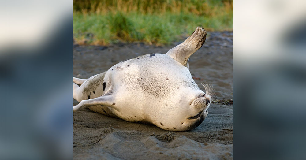 Source: CBC News After Rockwood went home, a number of beachgoers crowded around the animal.