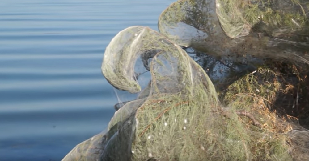 Source: YouTube/Giannis Giannakopoulos A closer look at the massive web.