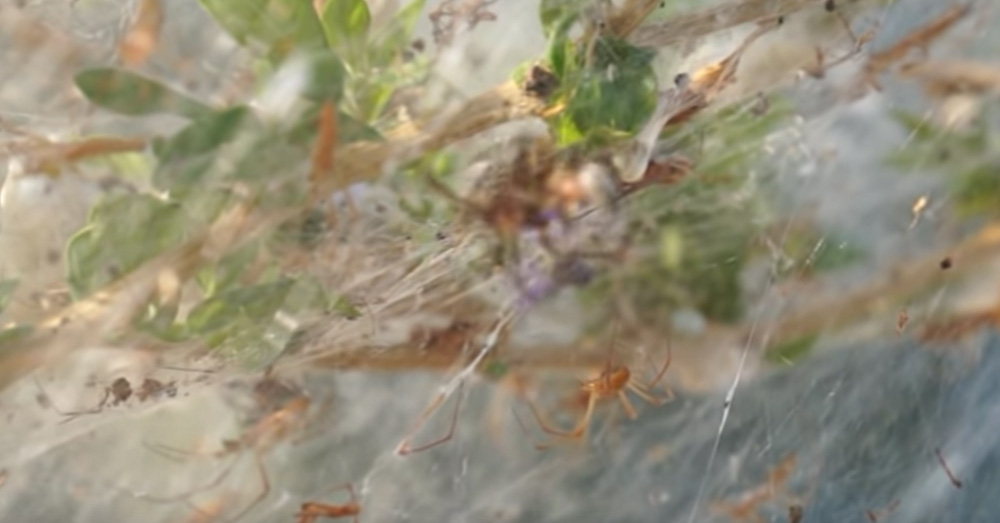 Source: YouTube/Giannis Giannakopoulos These spiders weave giant webs during mating season.