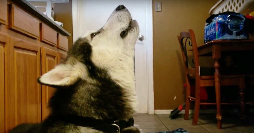 Photo: YouTube/The Adventures of Tonka the Malamute AKA WaterWolf