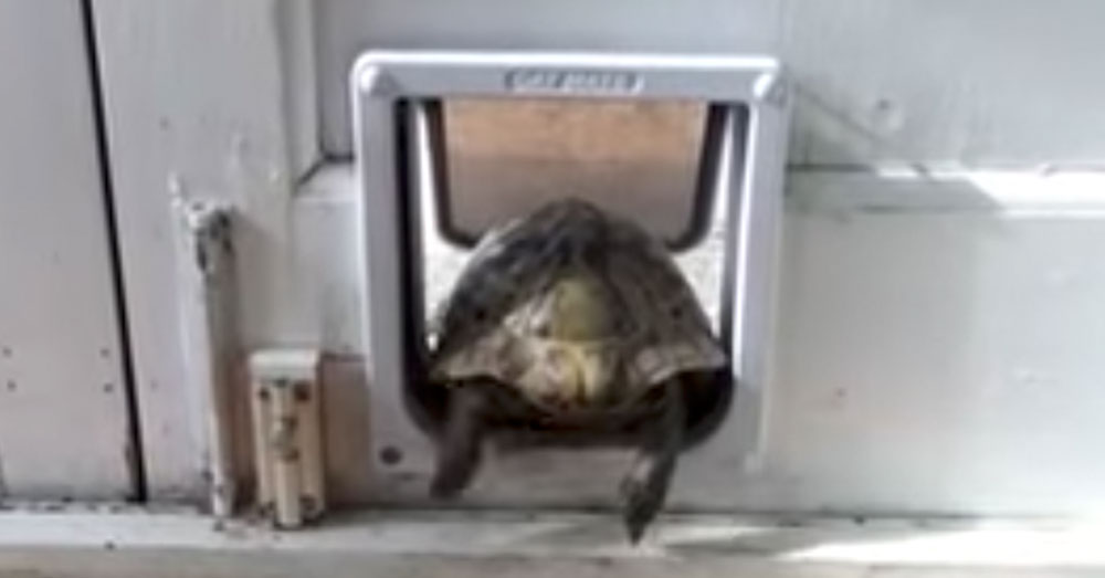 Source: YouTube/RM Videos A little cat flap isn't going to stand in this tortoise's way!