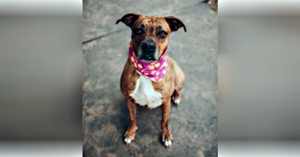 Photo: Petfinder