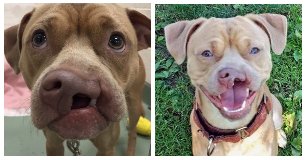 Lonely Dog with Cleft Palate Is Adopted | The Animal Rescue Site Blog