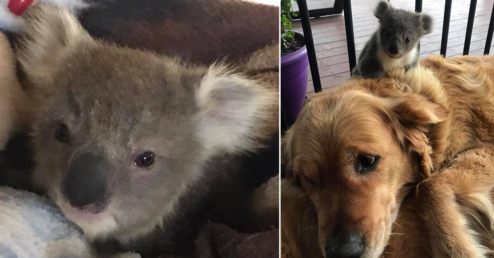 Source: Facebook/Kerry N Raymond McKinnon Thanks to Asha and some help from a local veterinarian, the joey is safe, and has been release back into the wild.