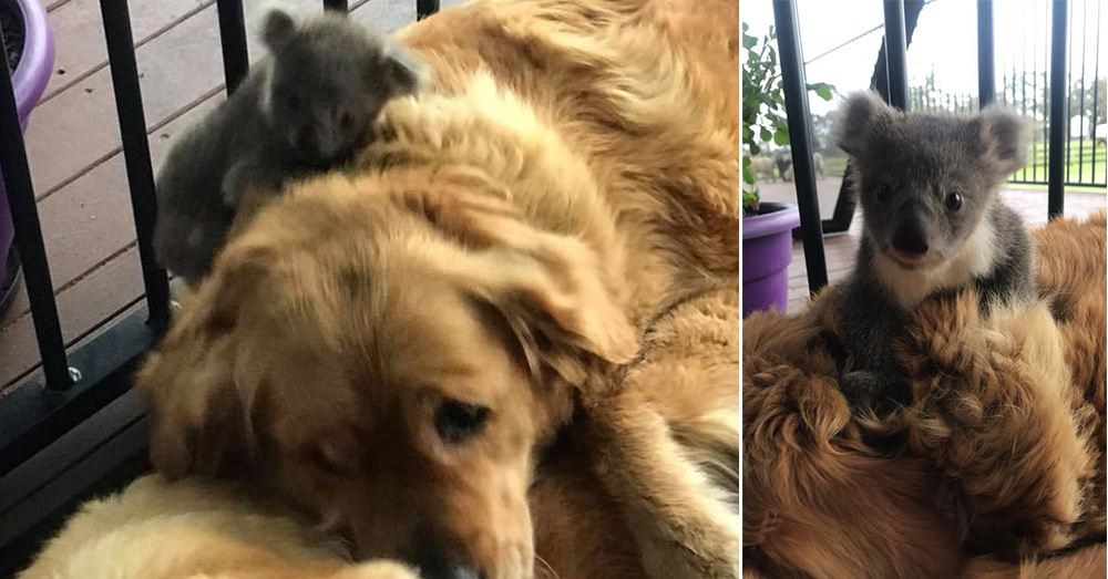 Source: Facebook/Kerry N Raymond McKinnon Asha and the baby koala, called a joey.