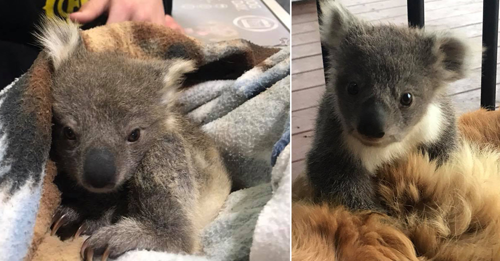 Source: Facebook/Kerry N Raymond McKinnon The joey may not have survived were it not for this Golden Retriever.