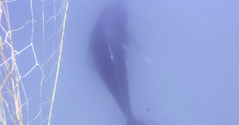 Source: Facebook/Australian Marine Conservation Society Another humpback, presumably the baby's mother, swims below.
