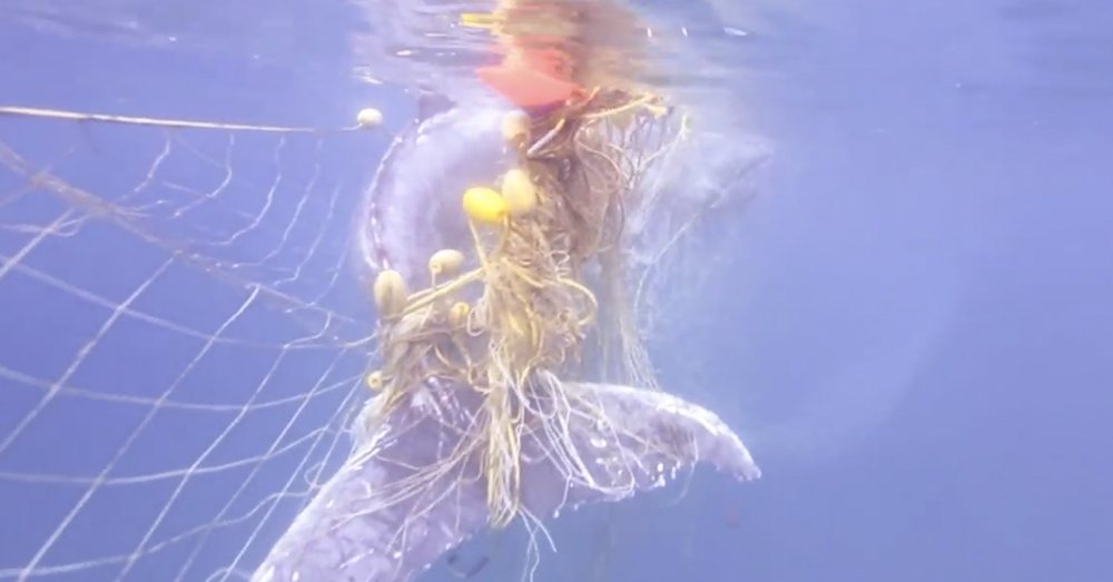 Source: Facebook/Australian Marine Conservation Society A baby humpback whale is trapped in a shark net.