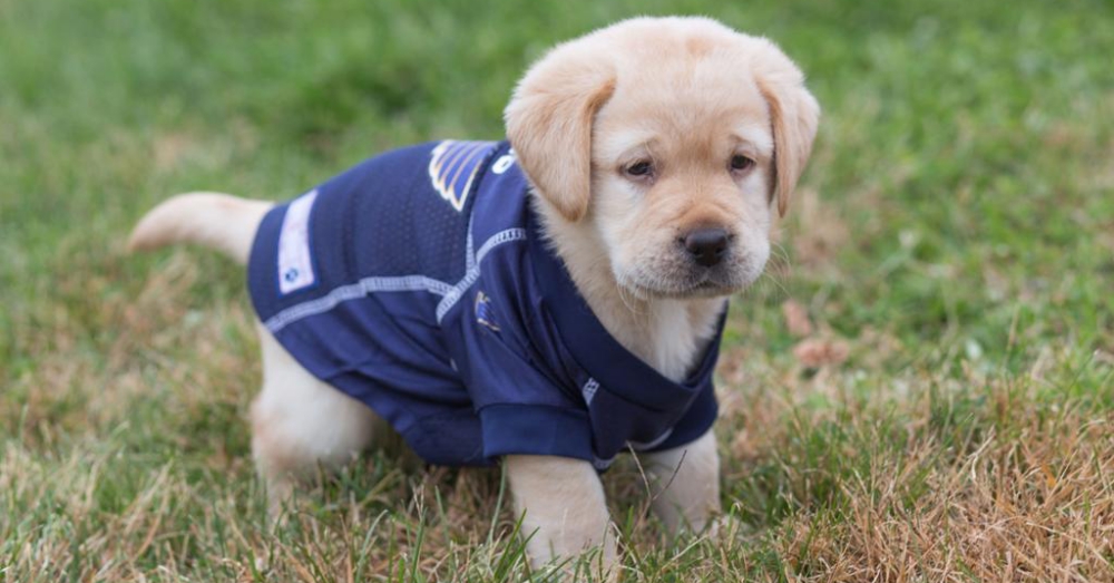 Photo: Instagram/stlbluespup