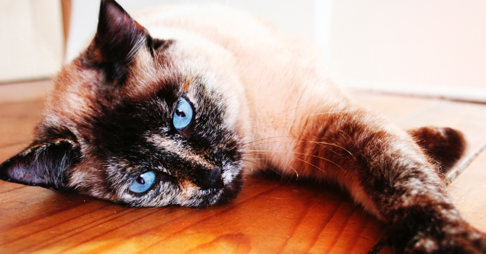 Photo: Flickr/Martie Swart