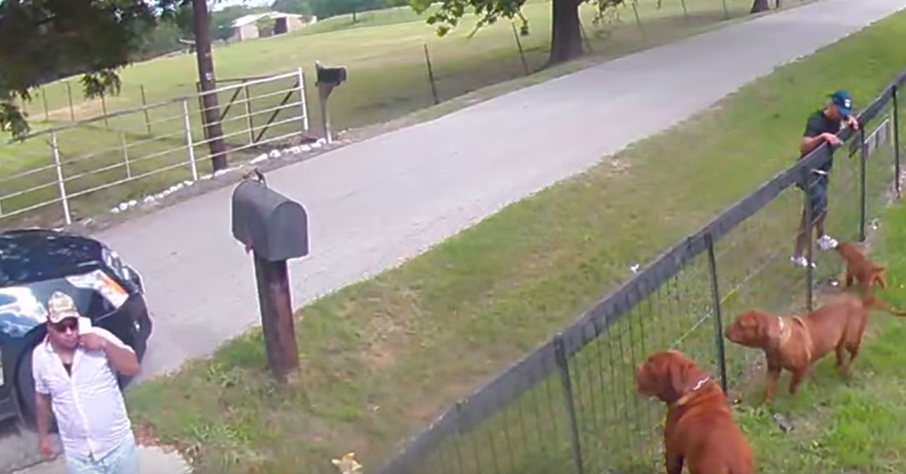 Source: YouTube/ViralHog The thieves pulled up to the front of the house and distracted the dogs.