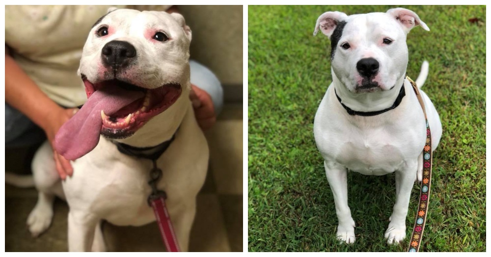 Photos: Facebook/Responsible Pet Care of Oxford Hills