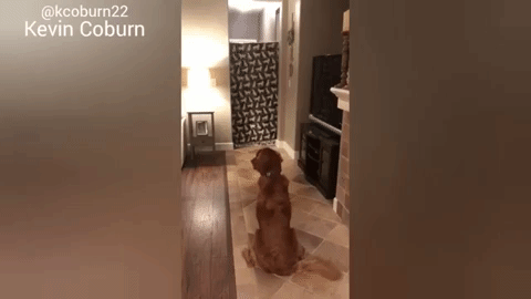 Photo: Giphy