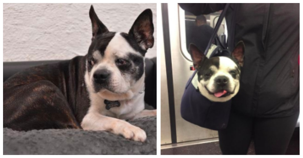 Photos: Petfinder