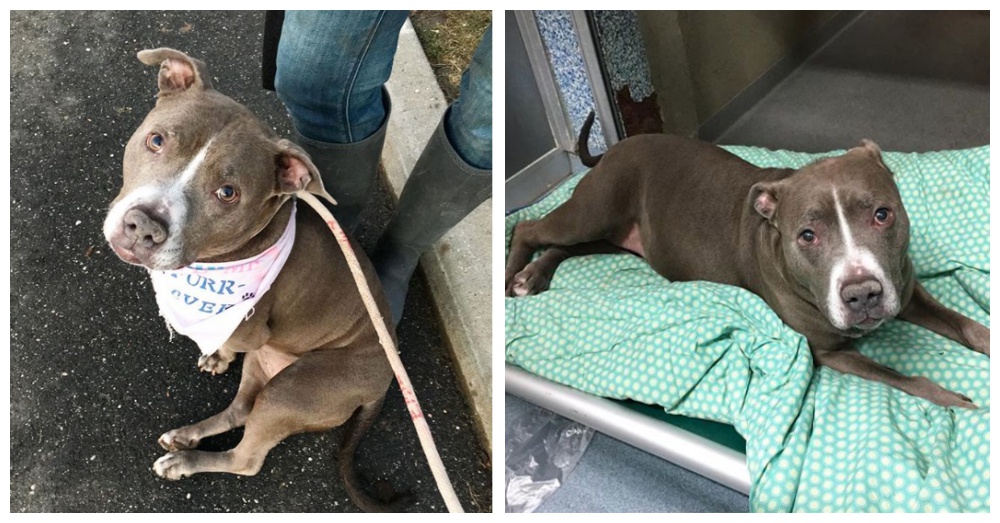 Photos: Instagram/adopt_mimi_ny