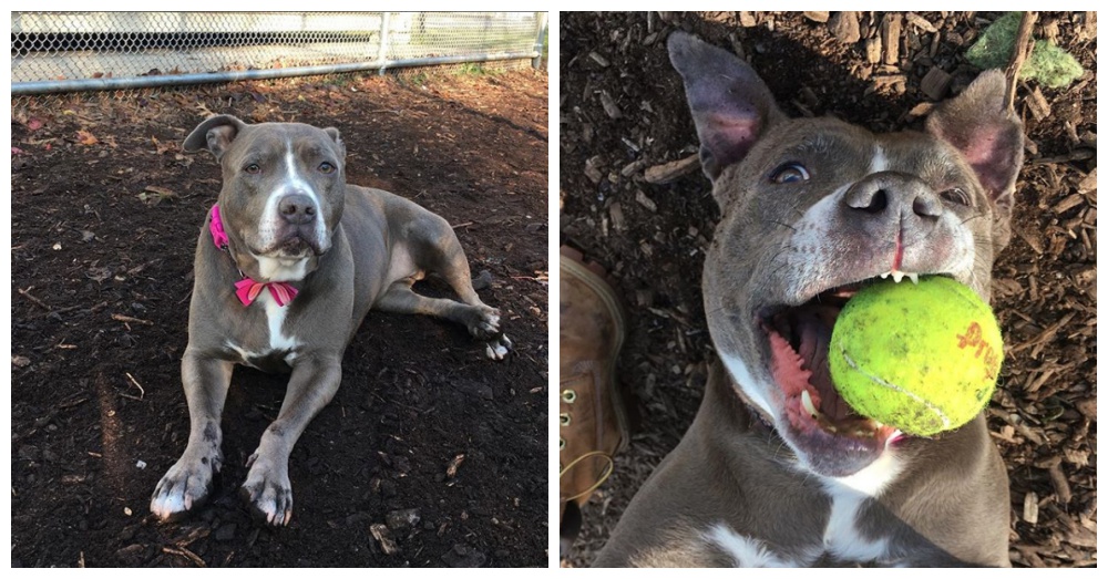 Photos: Instagram/adopt_mimi_ny