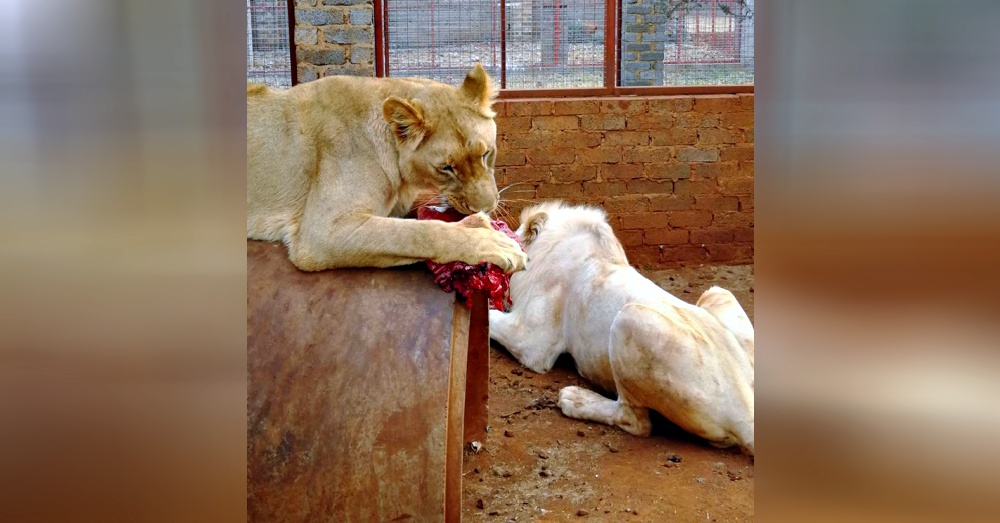 Photo: Facebook/Mufasa the White Lion