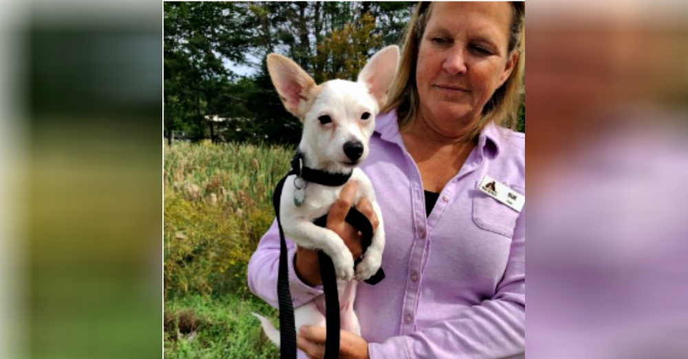 Photo: Petfinder