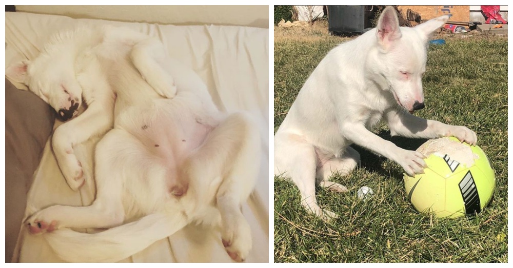 Photos: Instagram/opalthedoublemerle
