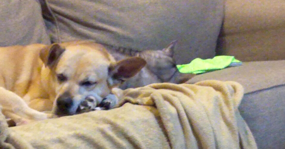 Source: Facebook/Pets for Patriots Just like her owner, Milan loves to take naps.
