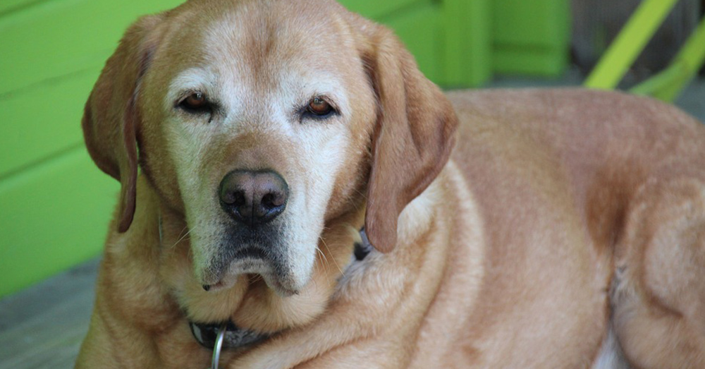 Source: Wikimedia Commons Senior dogs are often overlooked at shelters.